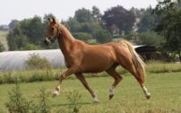 Billede