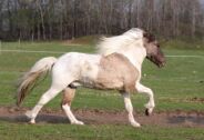 Billede