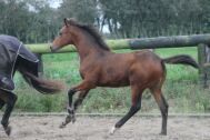 Billede