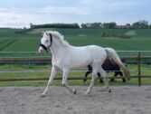 Billede