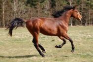 Billede