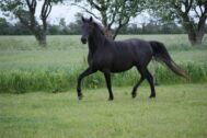 Billede