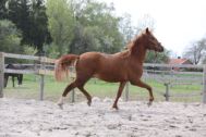 Billede