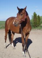 Billede