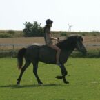 Billede