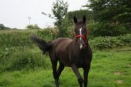 Billede