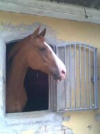Billede