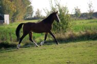 Billede