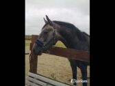 Billede