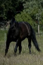 Billede
