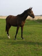 Billede
