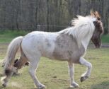 Billede