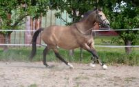 Billede