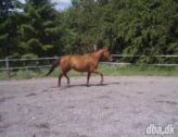 Billede