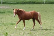 Billede