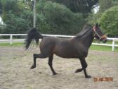 Billede