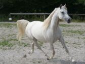 Billede