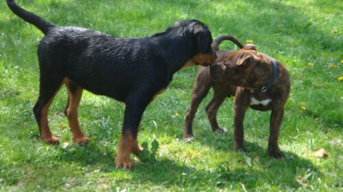 &quot; Kamp/Muskel&quot; Hunde&hellip; ! Opslag, billeder og video