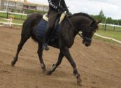 Billede
