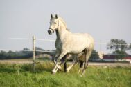 Billede