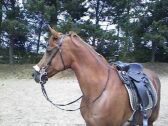 Billede