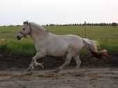 Billede