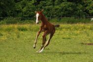 Billede