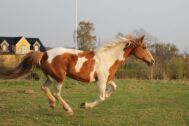 Billede