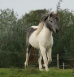Billede
