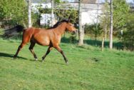Billede