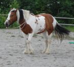 Billede