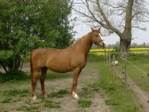 Billede