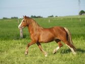 Billede