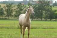 Billede