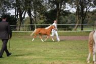 Billede