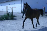 Billede