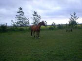 Billede
