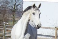 Billede