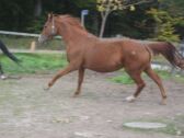 Billede