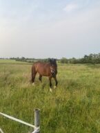 Billede