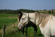 Billede