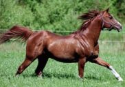 Billede