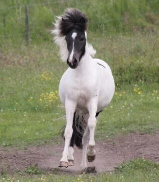 Hest til salg: Rósta fra Skelgården (208337012200495) - Smuk, sort ...