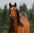 Billede