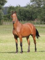 Billede