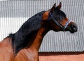 Billede