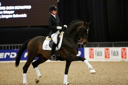 hingstekåring herning 2019