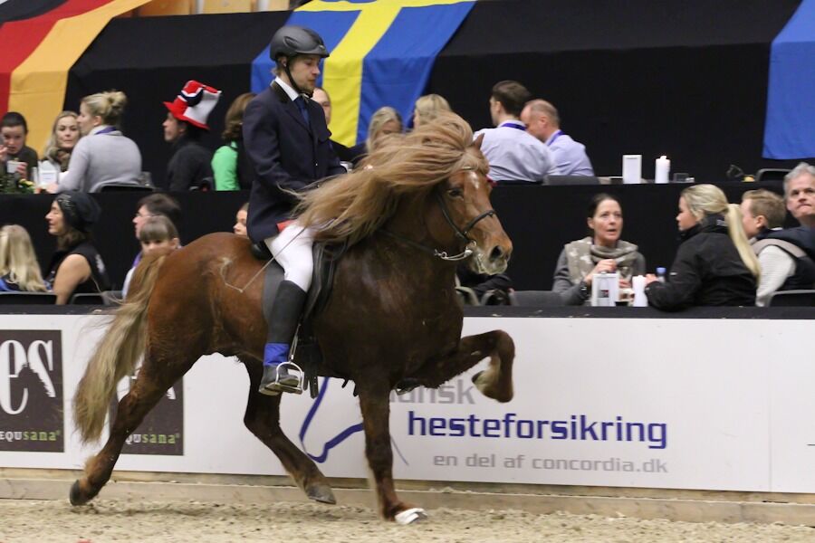 Resultat Fra T1 B-finalen World Tølt - Nyheder - Heste-Nettet.dk