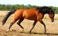 Billede