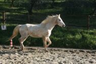 Billede